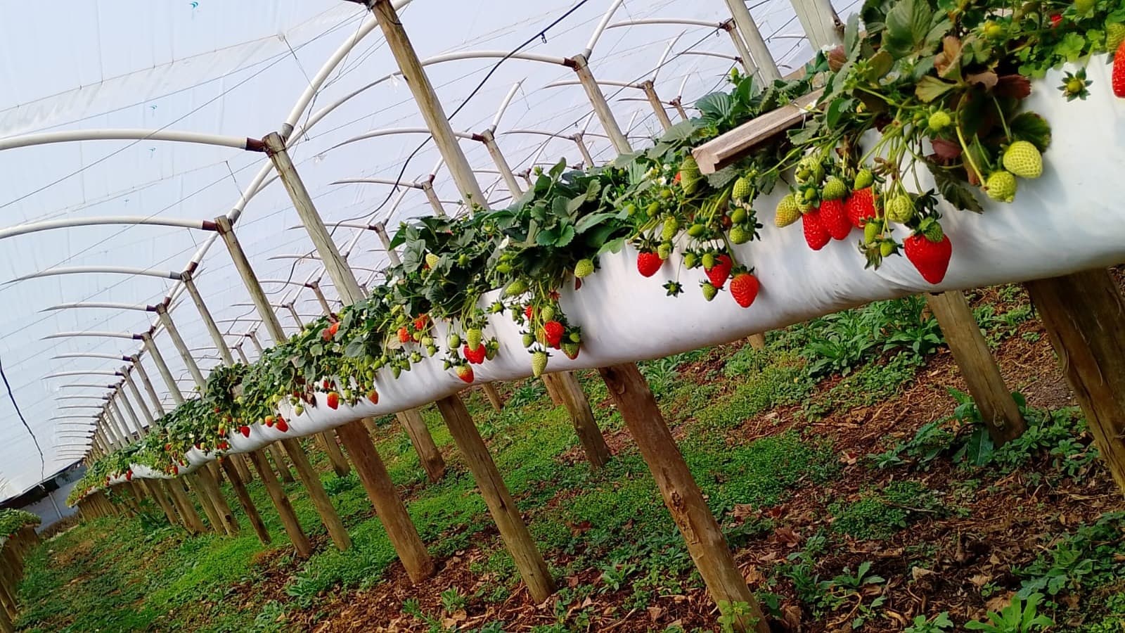 Fileira comprida de morangueiros suspensos dentro da estufa, com frutas vermelhas pendendo sobre a grama.