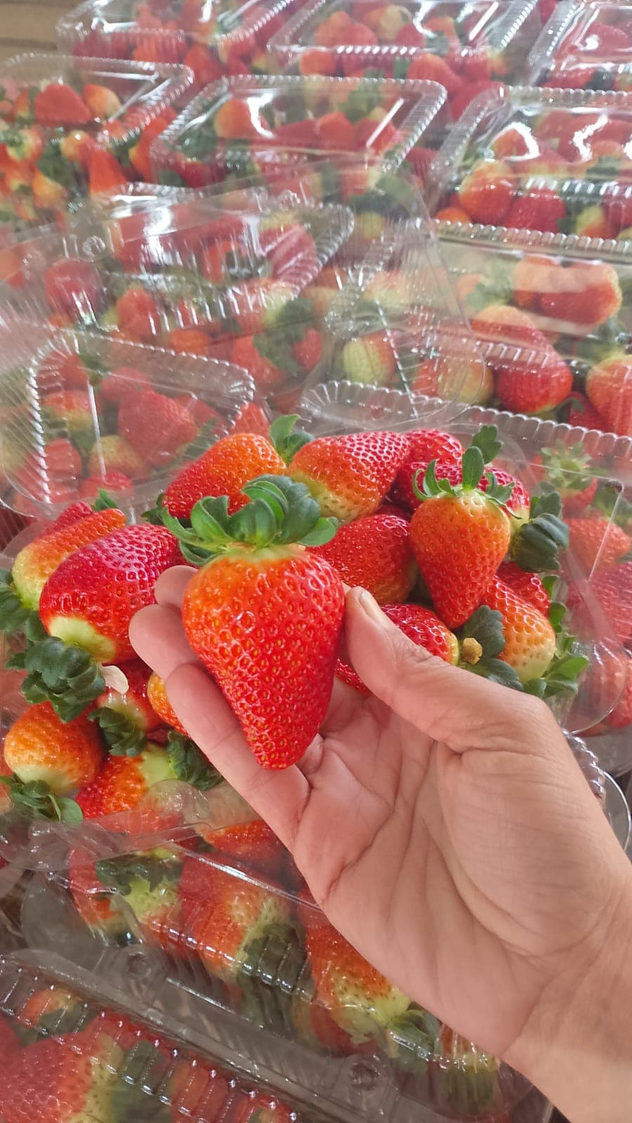 Mão segurando um morango grande sobre um punhado de frutas e bandejas.