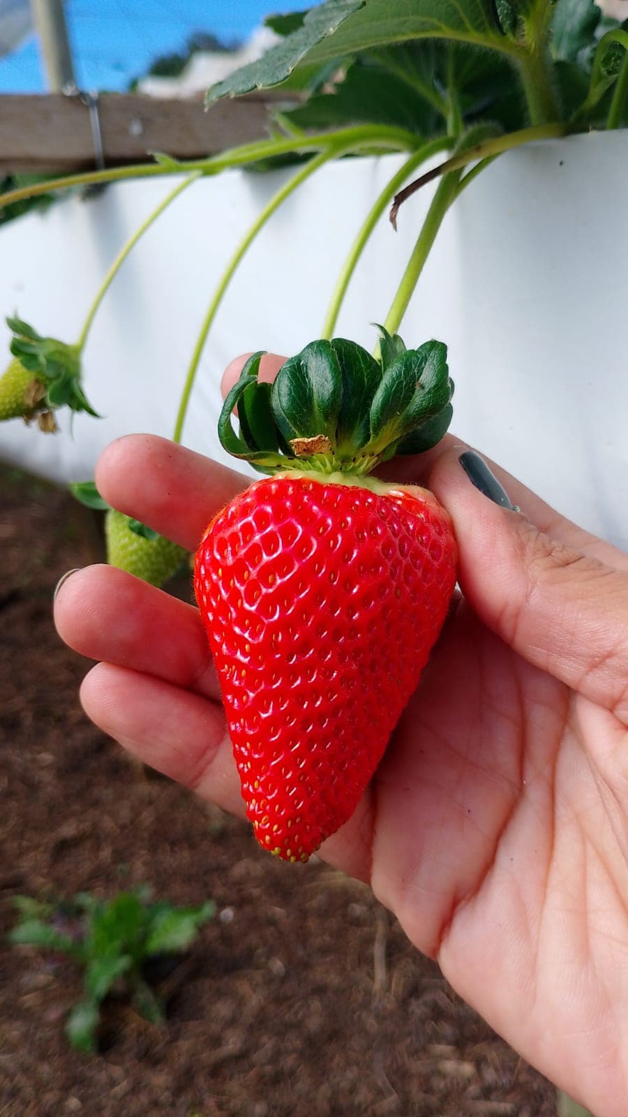 Um morango muito grande segurado na mão, com o cálice verde intacto.